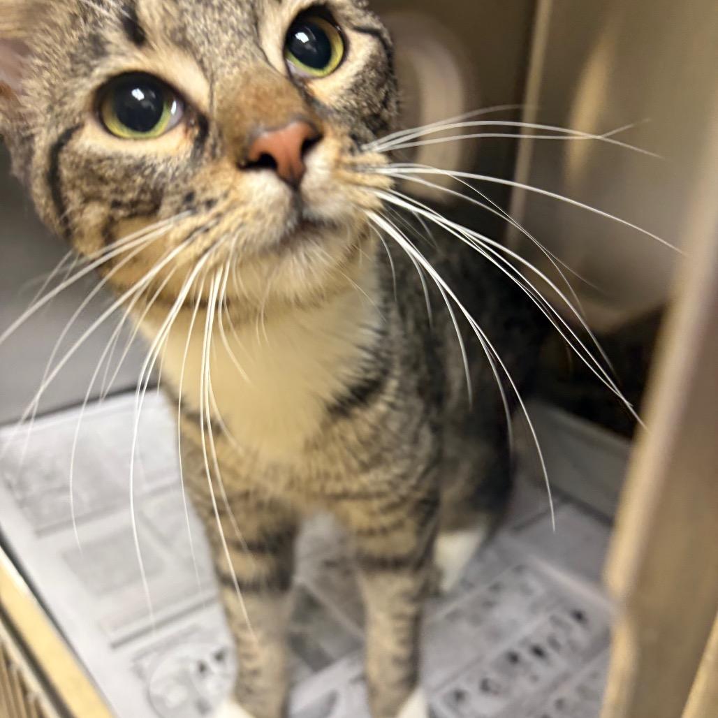 Siera, Adoptable, Adult Female Domestic Short Hair.