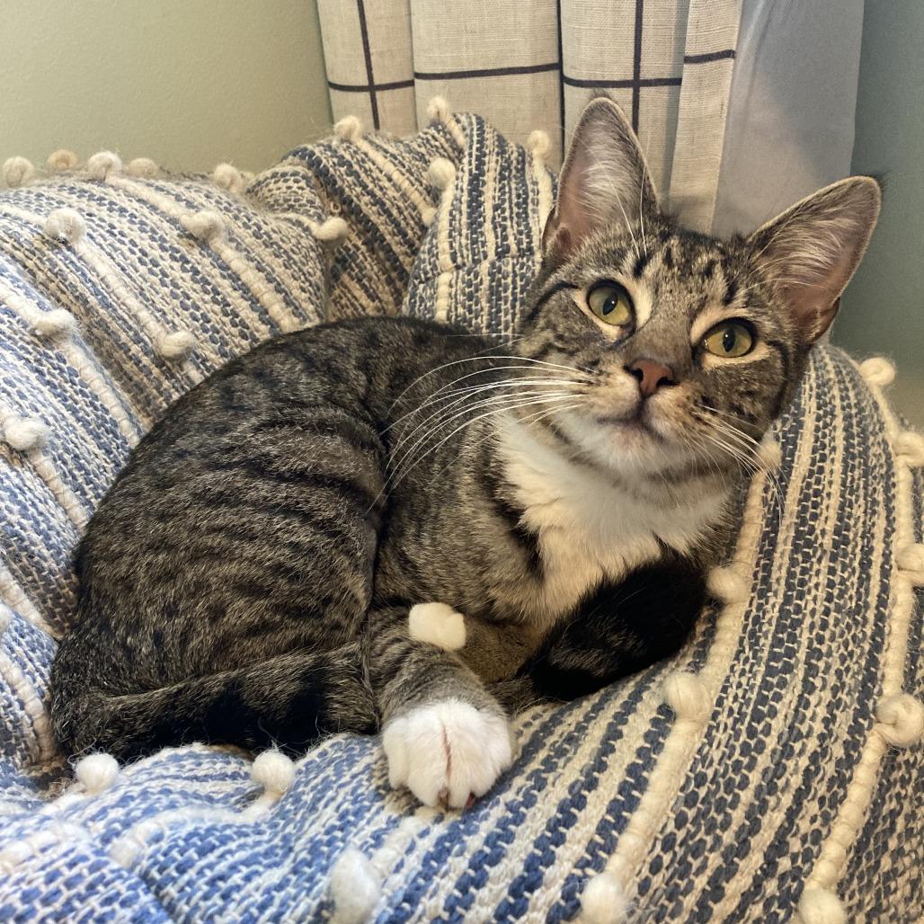 Enlarge Siera, a Adoptable Domestic Short Hair in Winston Salem, NC image 3/6