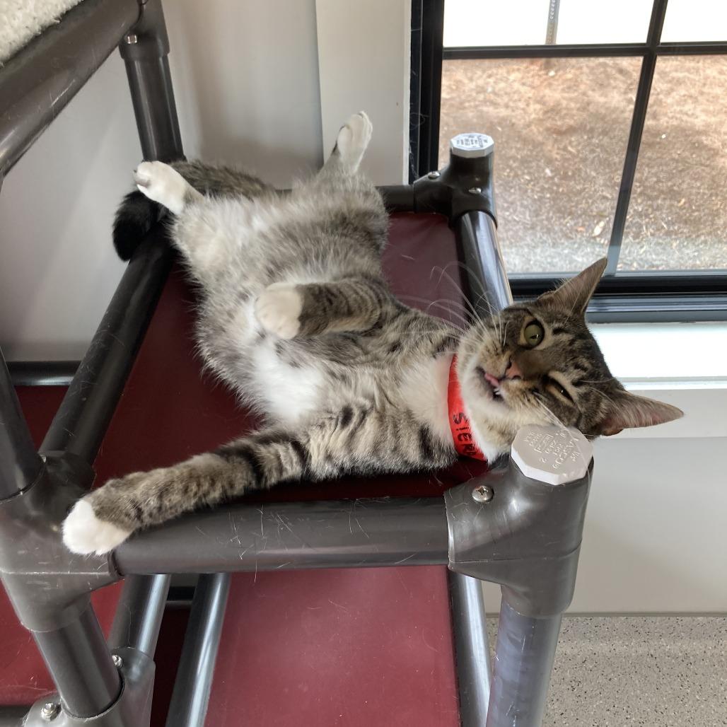 Enlarge Siera, a Adoptable Domestic Short Hair in Winston Salem, NC image 5/6