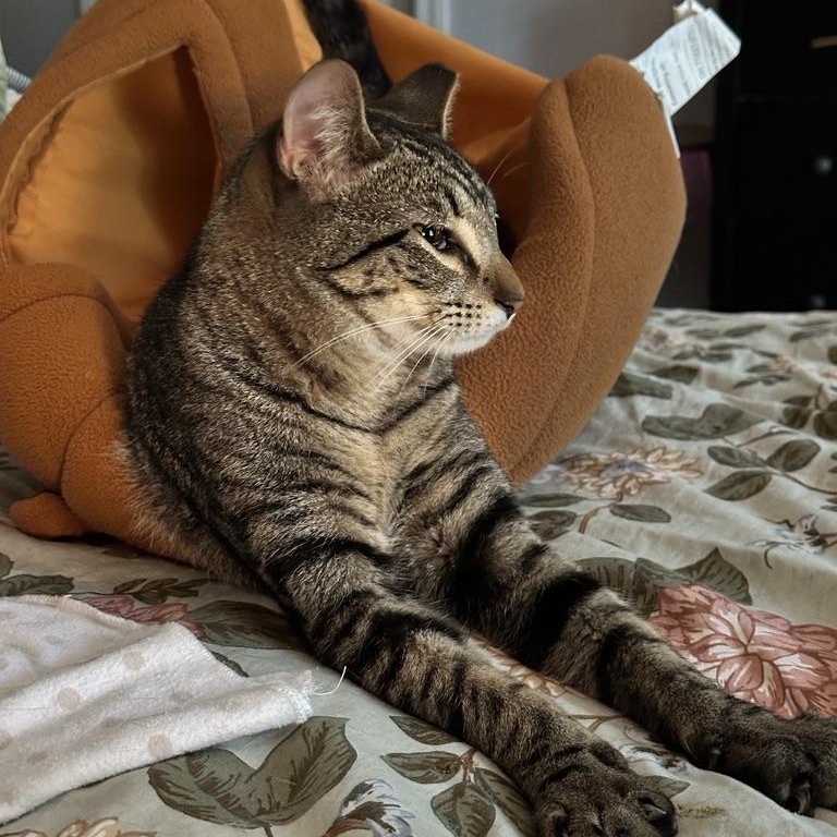 Mars, Young Male Domestic Short Hair