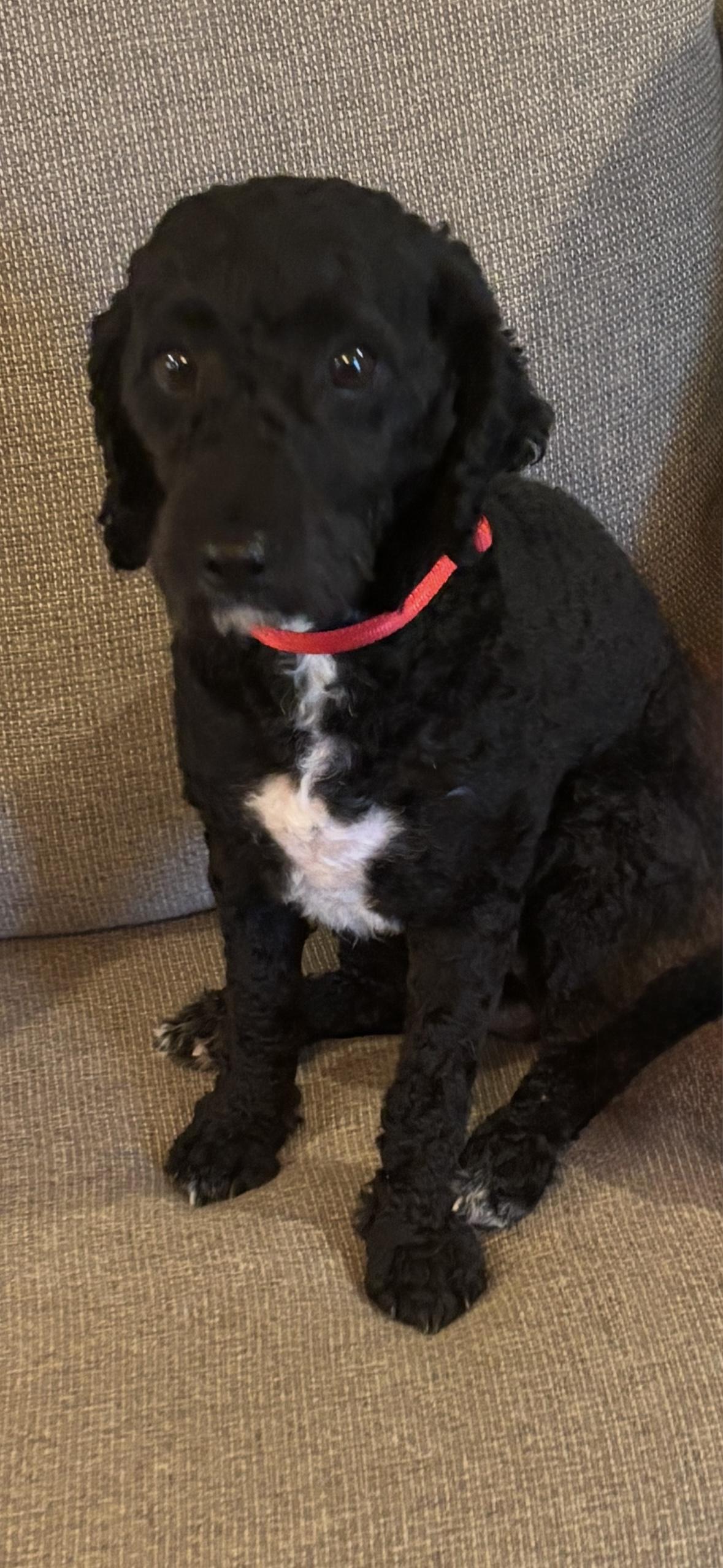 Enlarge Beau, an adopted mixed breed in Eighty Four, PA image 1/3