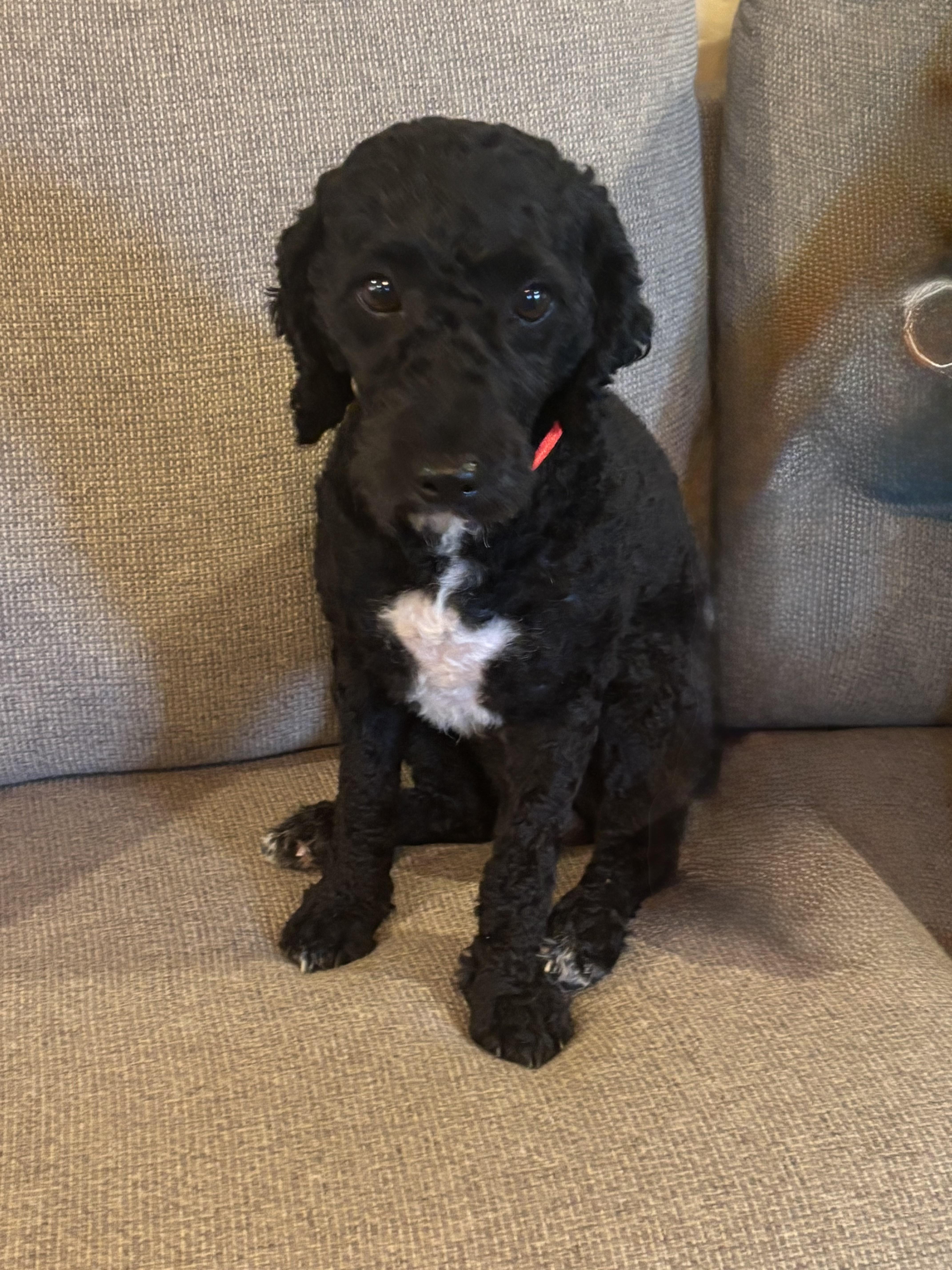 Enlarge Beau, an adopted mixed breed in Eighty Four, PA image 2/3