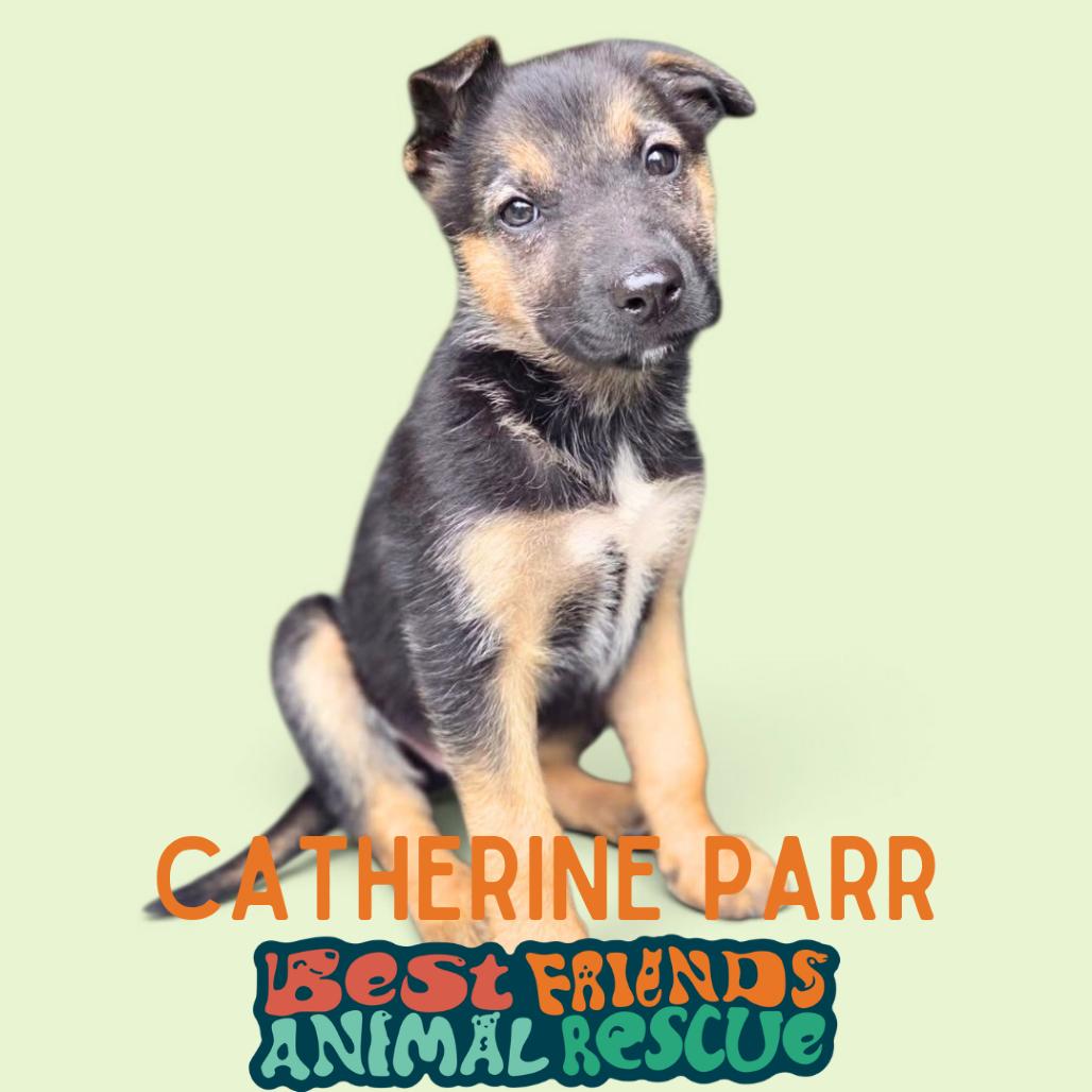 Catherine Parr, Adoptable, Puppy Female Shepherd.
