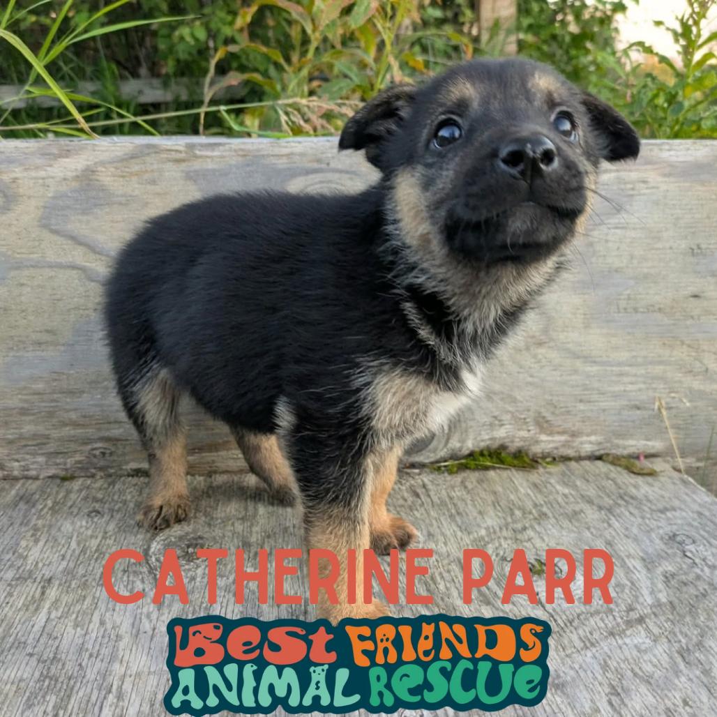 Enlarge Catherine Parr, a Adoptable Shepherd in Wasilla, AK image 2/3