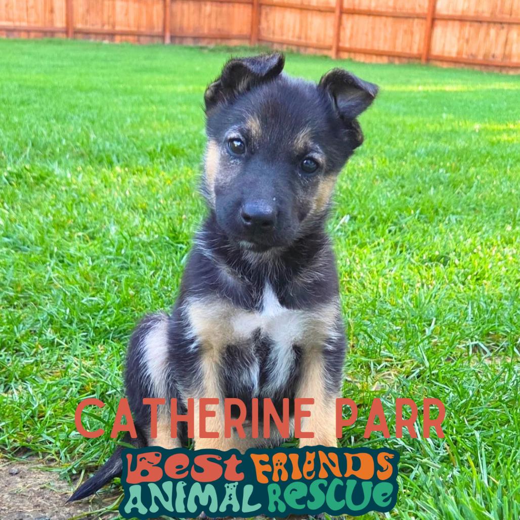Enlarge Catherine Parr, a Adoptable Shepherd in Wasilla, AK image 3/3