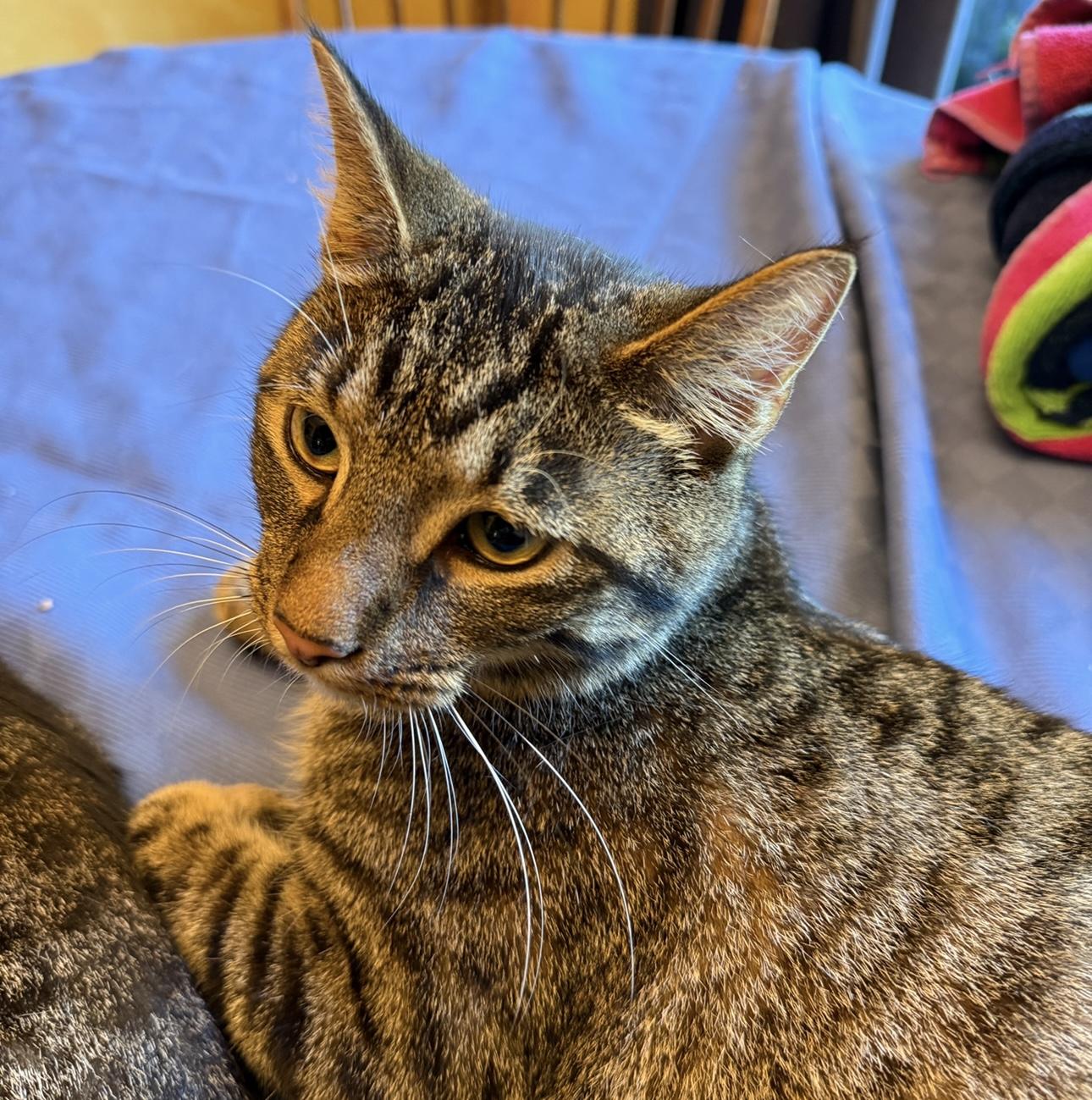 Ox & Rocky, an adoptable mixed breed in Lemont, IL image 2/4