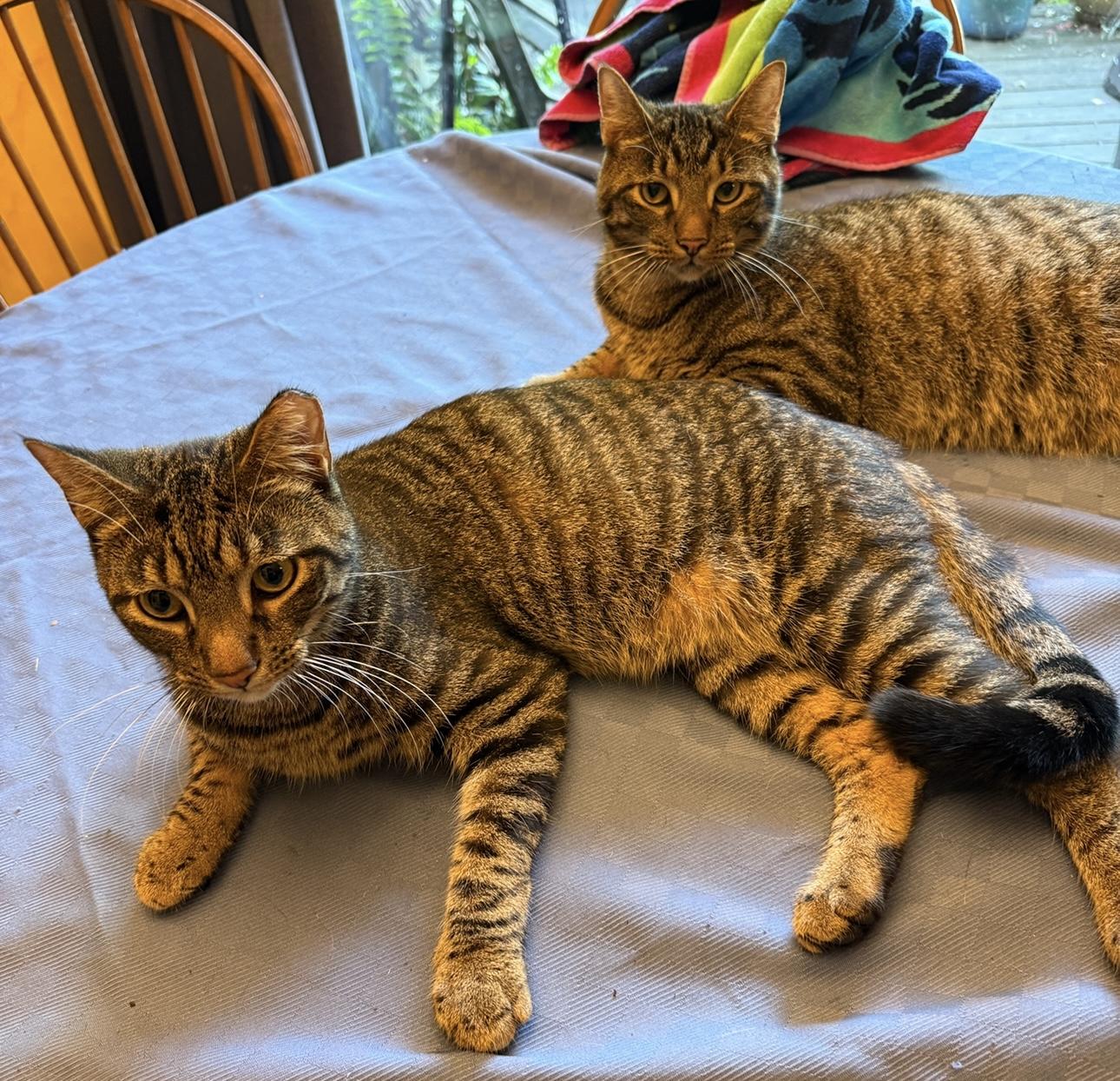 Ox & Rocky, adoptable, Young Male Domestic Short Hair & Tabby.