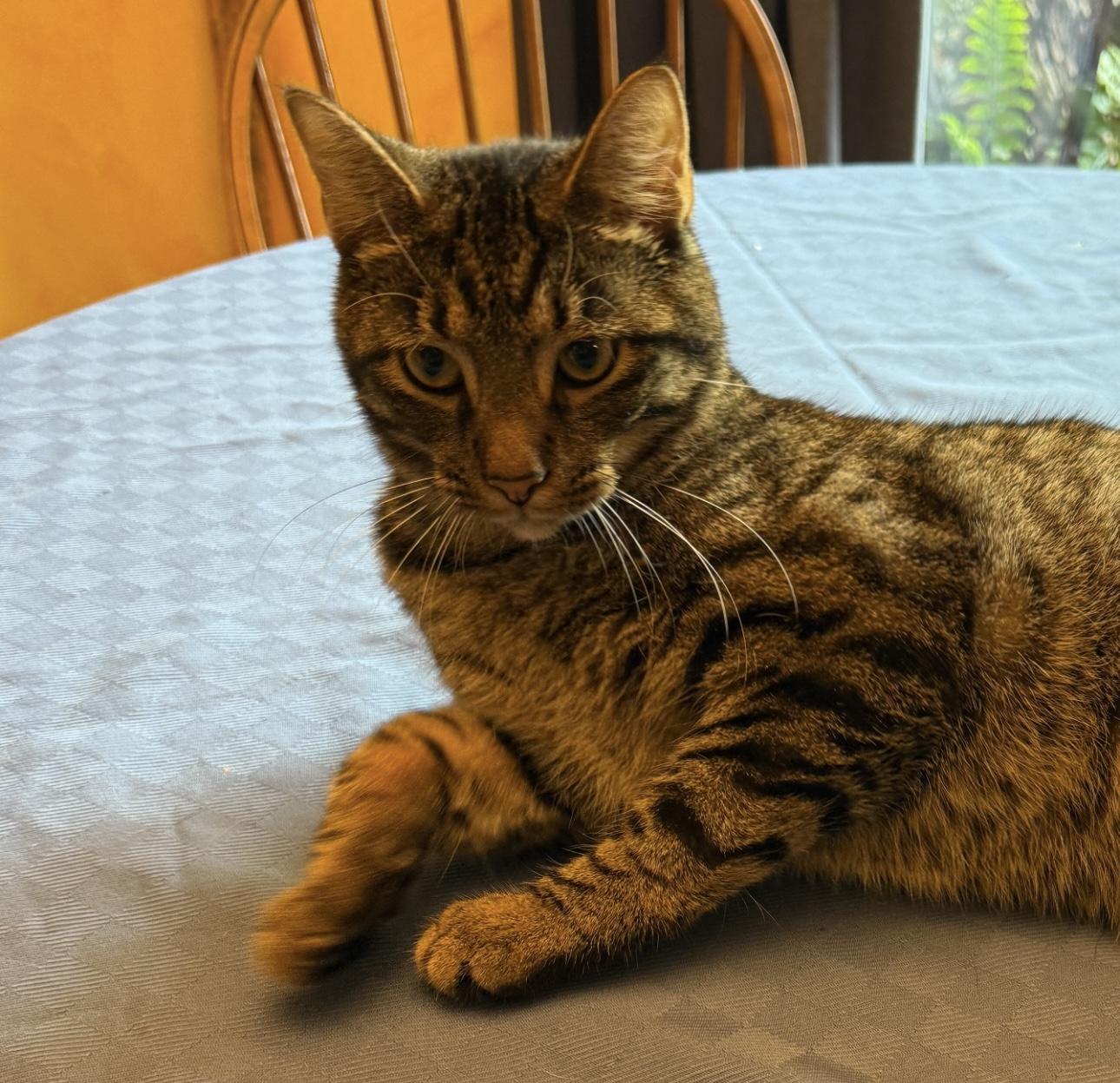 Ox & Rocky, an adoptable mixed breed in Lemont, IL image 4/4