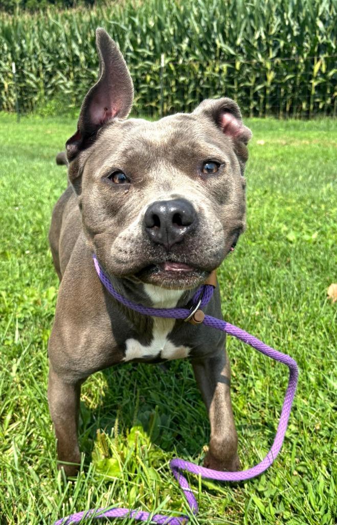 Nellie, Adoptable, Young Female Pit Bull Terrier.