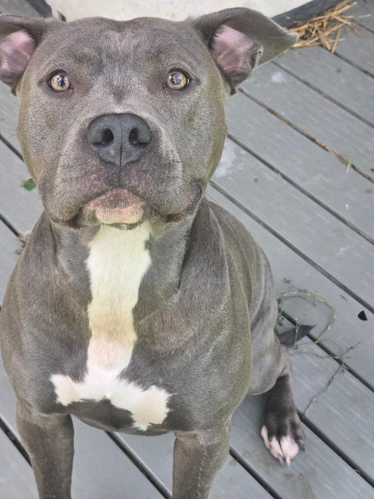 Enlarge Nellie, a Adoptable Pit Bull Terrier in Greencastle, IN image 2/2