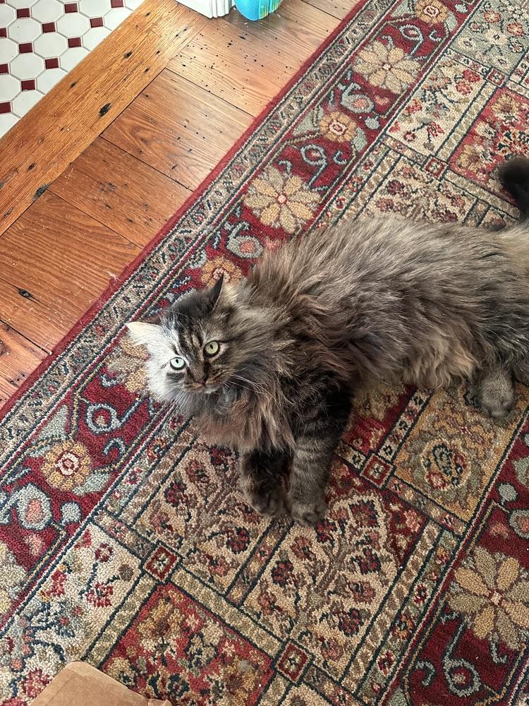 Furby, Adoptable, Adult Female Domestic Long Hair & Tabby.