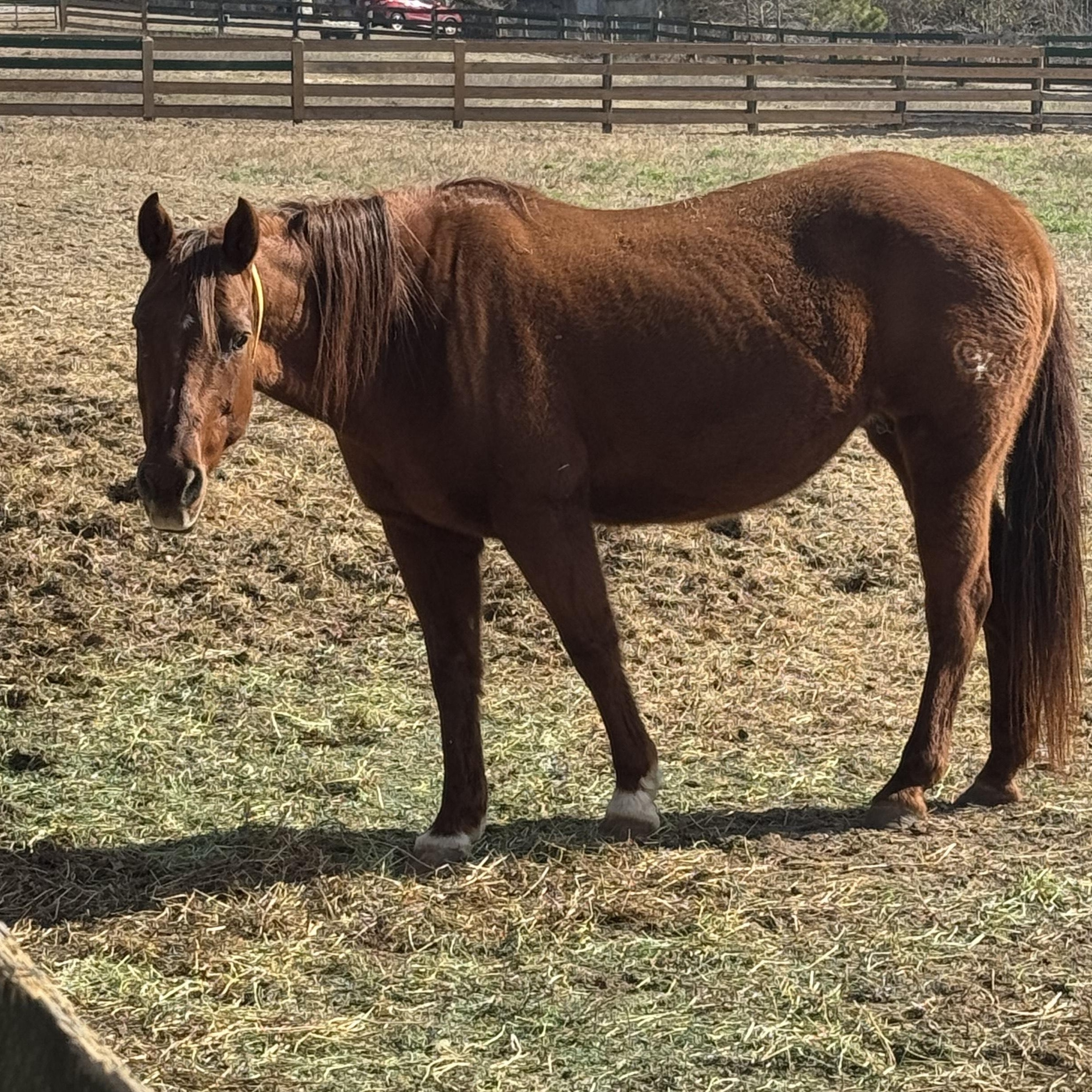 Enlarge Bess, a ADOPTABLE Quarterhorse in Aiken, SC image 2/2