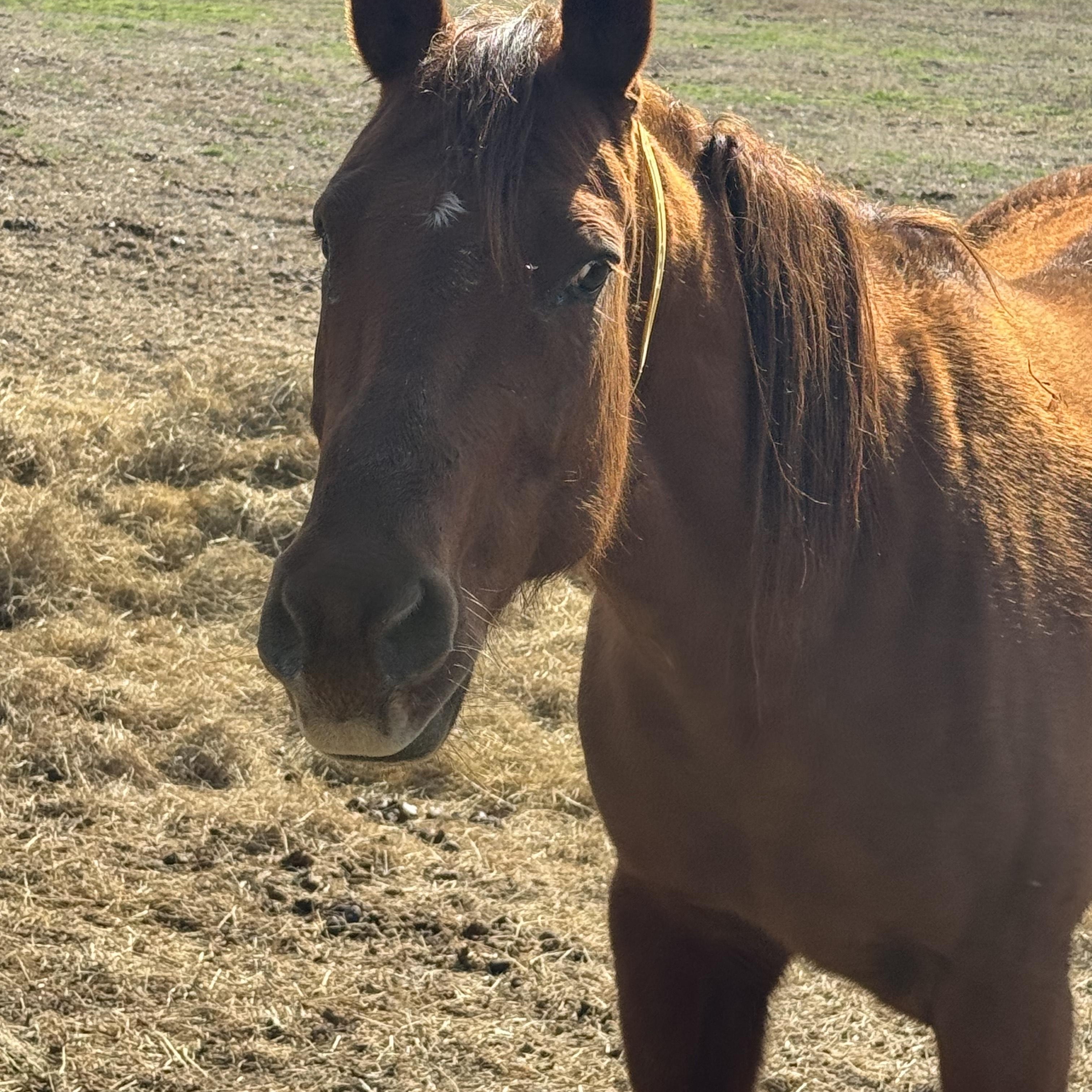 Enlarge Bess, a ADOPTABLE Quarterhorse in Aiken, SC image 1/2