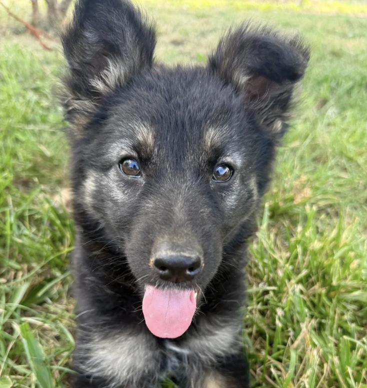 April, ADOPTABLE, Puppy Female German Shepherd Dog.