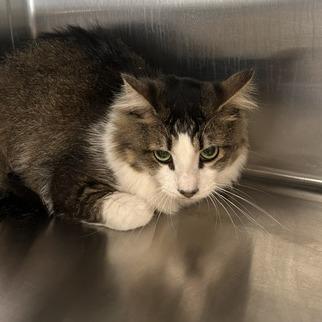Tom Tom, Adoptable, Adult Male Domestic Short Hair.