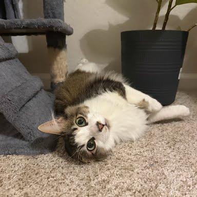 Enlarge Tom Tom, a Adoptable Domestic Short Hair in Knoxville, TN image 5/6