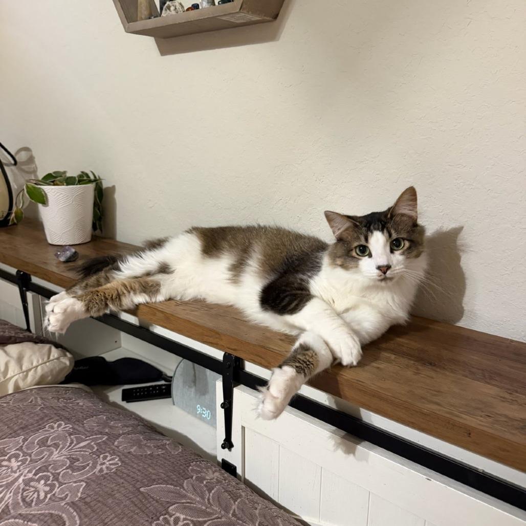 Enlarge Tom Tom, a Adoptable Domestic Short Hair in Knoxville, TN image 6/6