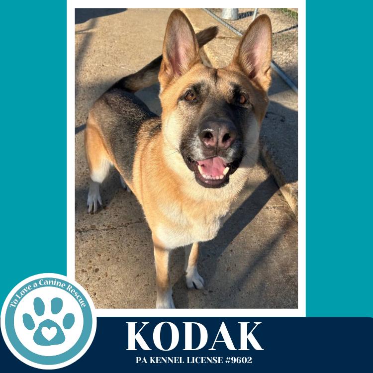 Kodak 022126, Adoptable, Adult Male German Shepherd Dog.