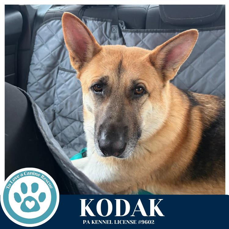 Enlarge Kodak 022126, a Adoptable German Shepherd Dog in Kimberton, PA image 1/4