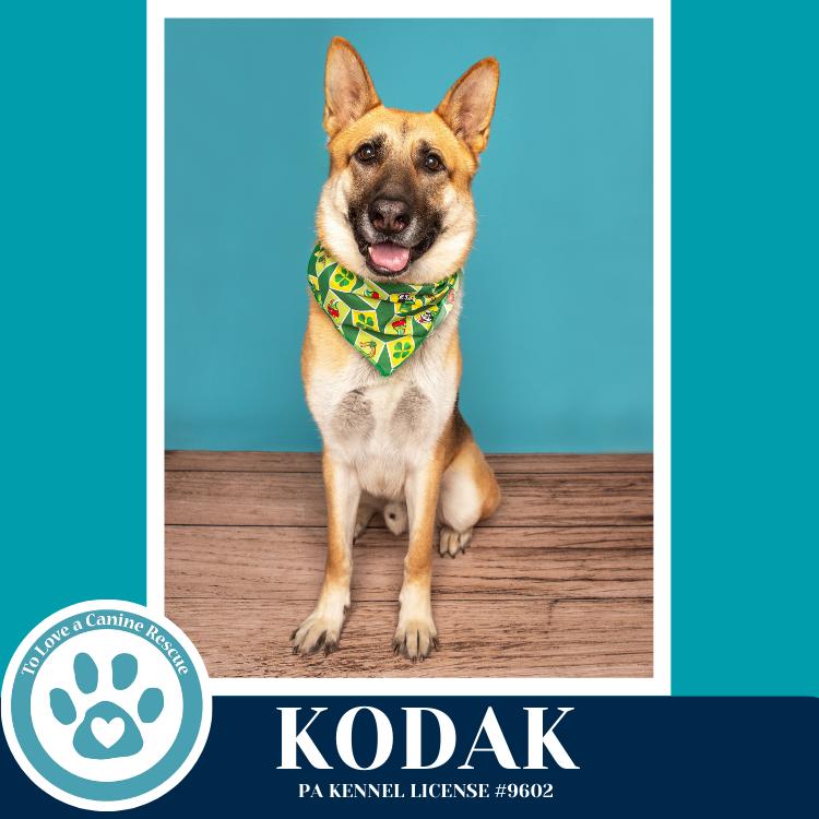 Enlarge Kodak 022126, a Adoptable German Shepherd Dog in Kimberton, PA image 2/6