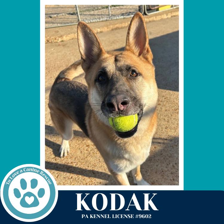 Enlarge Kodak 022126, a Adoptable German Shepherd Dog in Kimberton, PA image 3/6