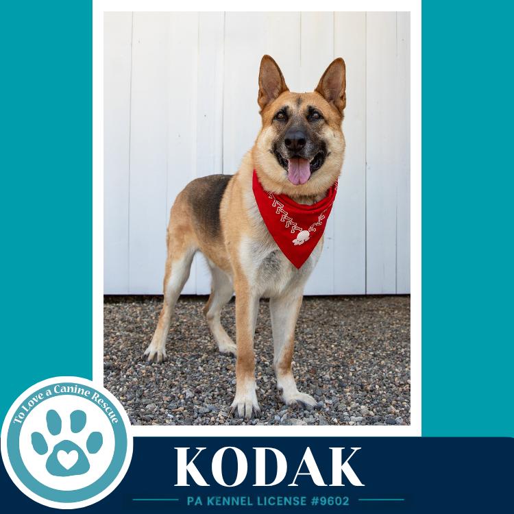 Enlarge Kodak 022126, a Adoptable German Shepherd Dog in Kimberton, PA image 1/5