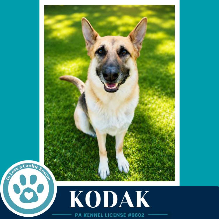 Kodak 022126, Adoptable, Adult Male German Shepherd Dog.