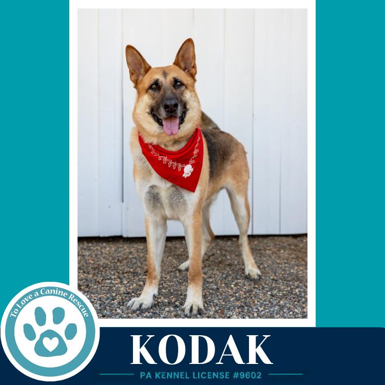 Enlarge Kodak 022126, a Adoptable German Shepherd Dog in Kimberton, PA image 3/5