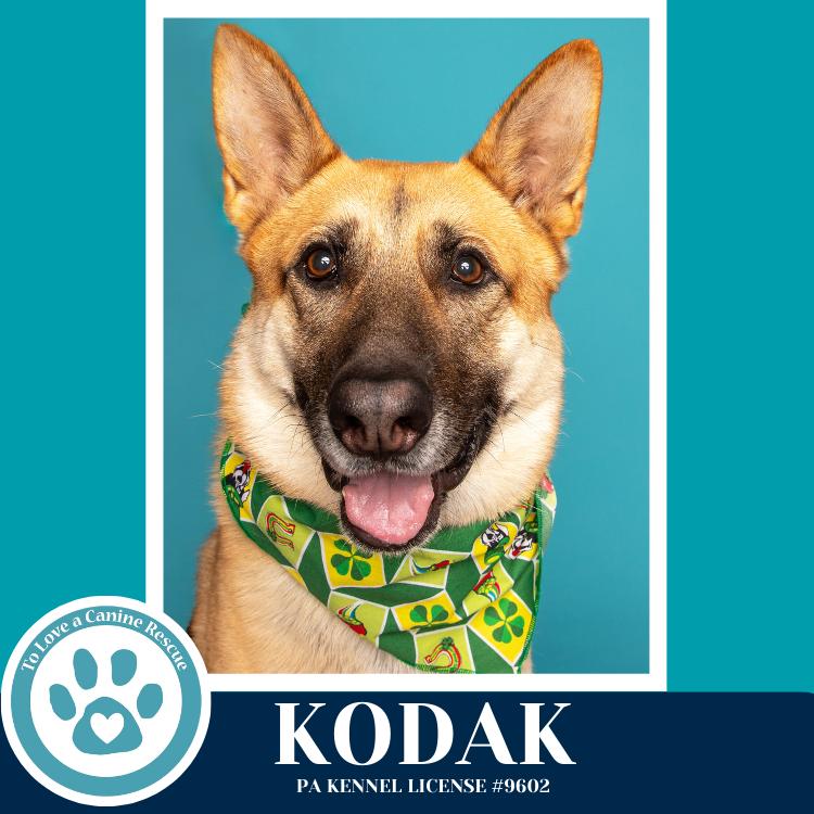 Enlarge Kodak 022126, a Adoptable German Shepherd Dog in Kimberton, PA image 4/6