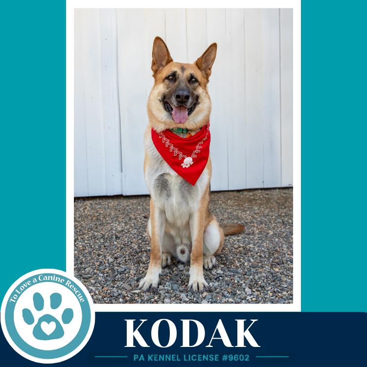 Enlarge Kodak 022126, a Adoptable German Shepherd Dog in Kimberton, PA image 4/5