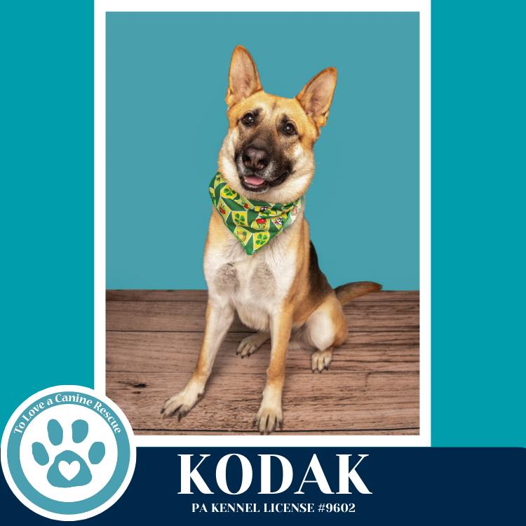 Enlarge Kodak 022126, a Adoptable German Shepherd Dog in Kimberton, PA image 5/6