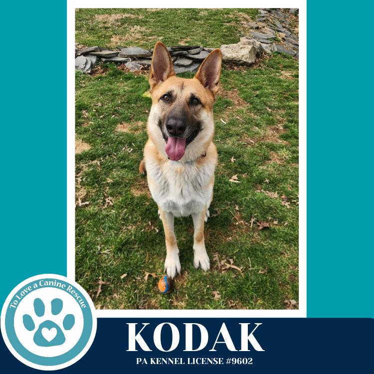 Enlarge Kodak 022126, a Adoptable German Shepherd Dog in Kimberton, PA image 6/6