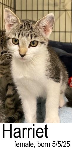 Harriet, a Adoptable Domestic Short Hair image 2/2