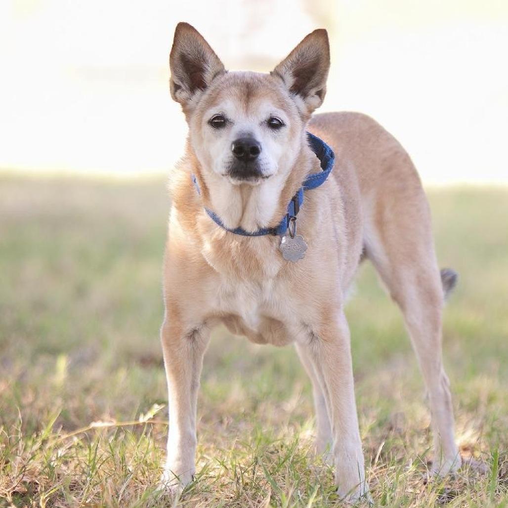 Kramer, a Adoptable mixed breed in Flower Mound, TX image 1/4
