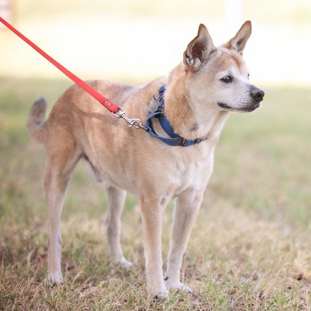 Kramer, a Adoptable mixed breed in Flower Mound, TX image 2/4