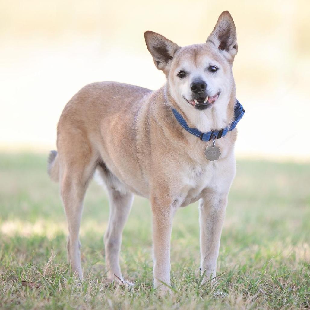 Kramer, a Adoptable mixed breed in Flower Mound, TX image 3/4