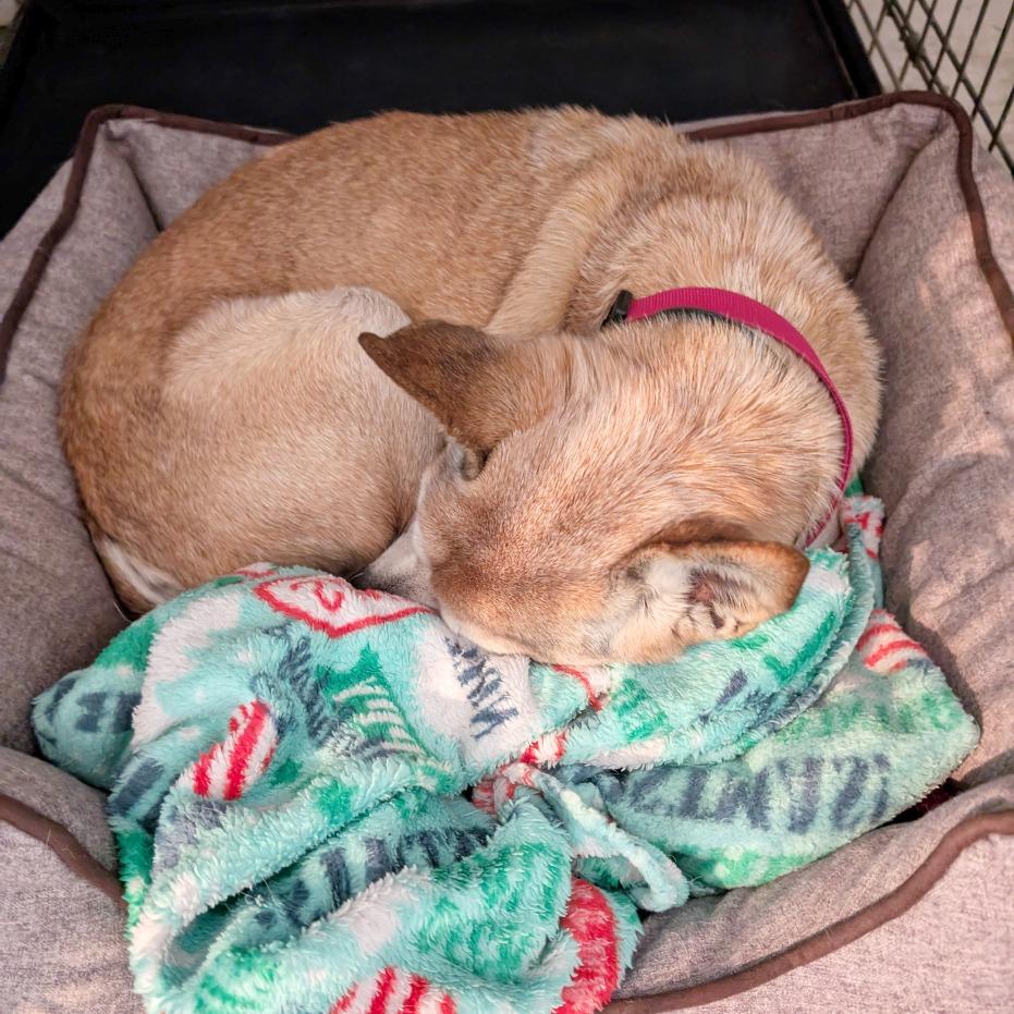 Kramer, a Adoptable mixed breed in Flower Mound, TX image 4/4