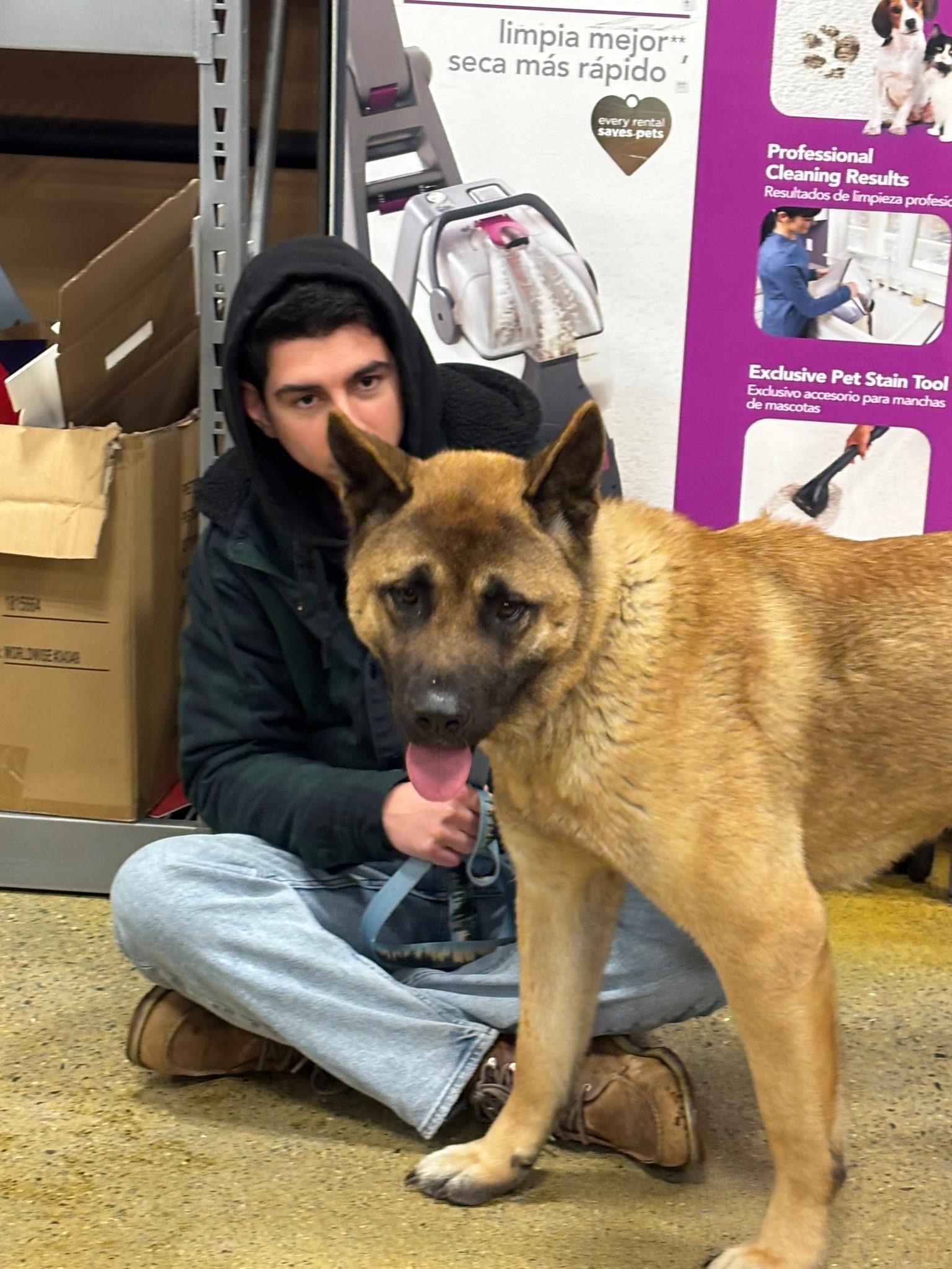 Enlarge Cash, a ADOPTABLE Akita in Watertown, CT image 5/6
