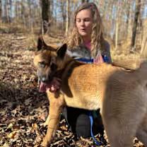 Enlarge Cash, a ADOPTABLE Akita in Watertown, CT image 4/6