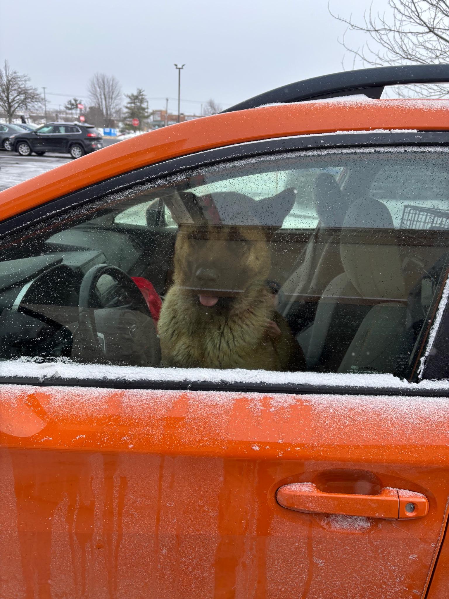 Enlarge Cash, a ADOPTABLE Akita in Watertown, CT image 6/6