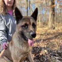 Enlarge Cash, a ADOPTABLE Akita in Watertown, CT image 1/6