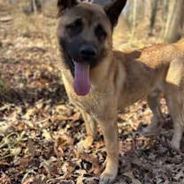 Enlarge Cash, a ADOPTABLE Akita in Watertown, CT image 3/6