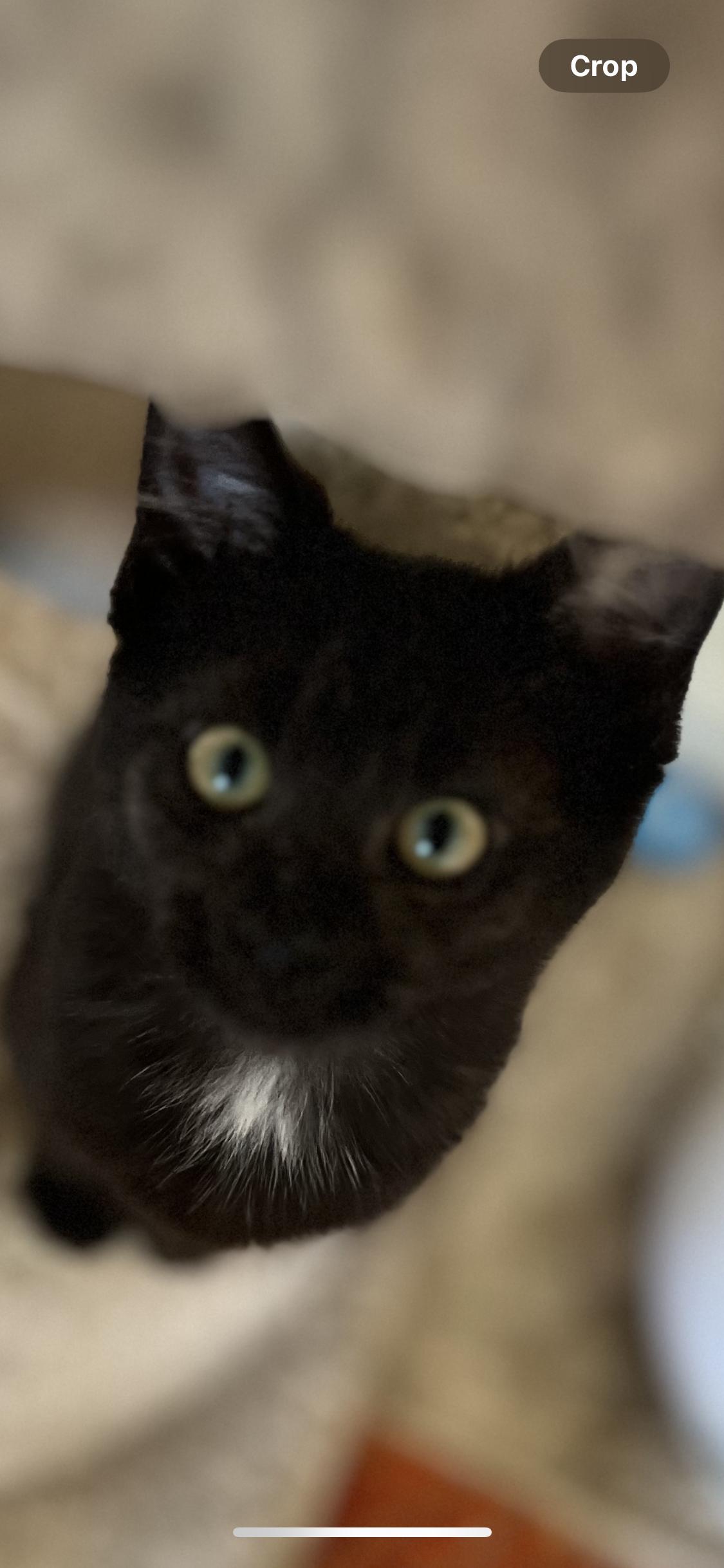 Coco