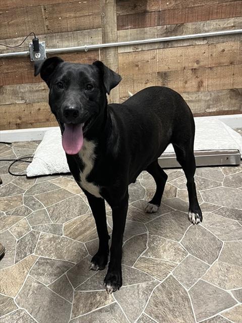 SCOOT, Adoptable, Young Female Labrador Retriever & Mixed Breed.