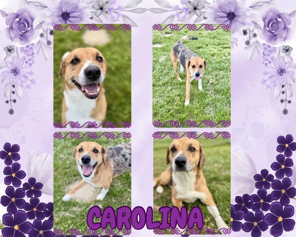 Carolina, Adoptable, Adult Female Hound.
