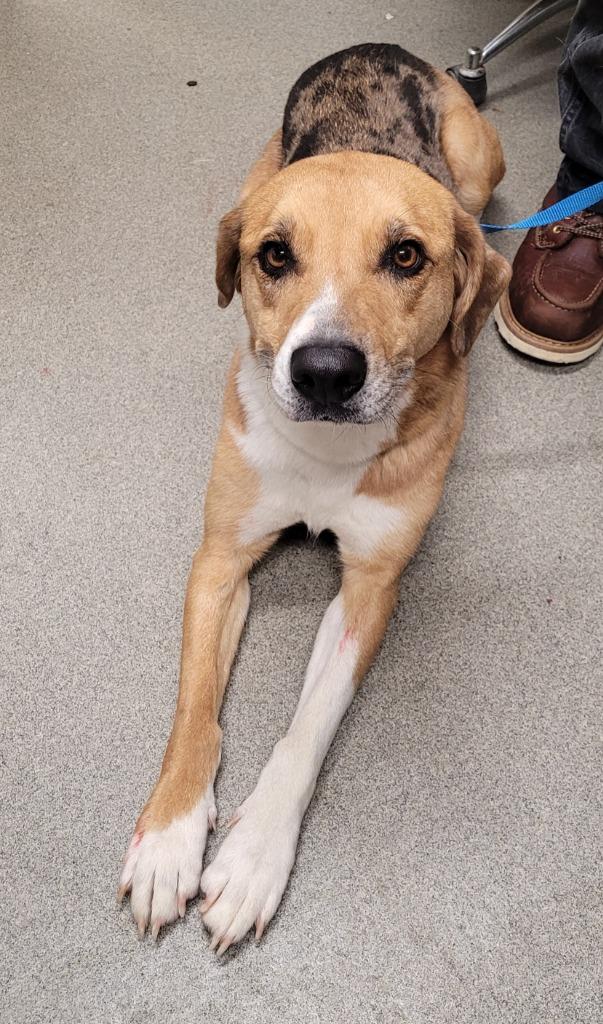 Enlarge Carolina, a Adoptable mixed breed in Hopkinsville, KY image 2/3