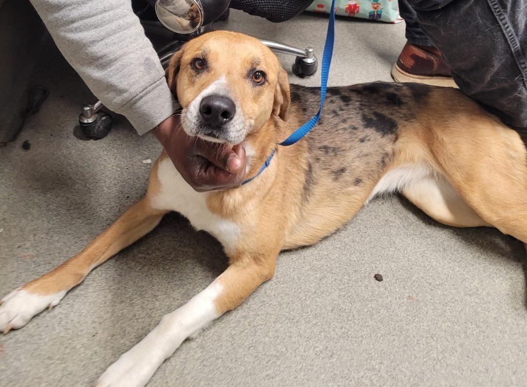 Enlarge Carolina, a Adoptable mixed breed in Hopkinsville, KY image 3/3