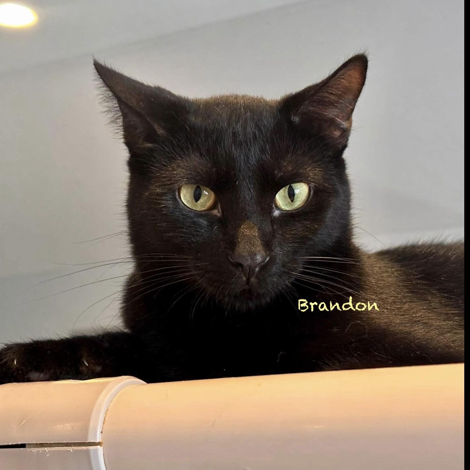 Enlarge Brandon, a Adoptable Domestic Short Hair in Palatine, IL image 1/1