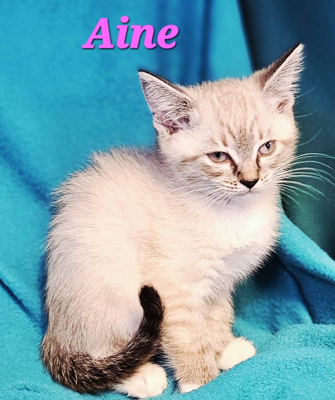 Enlarge Aine, an adopted Siamese in Macon, GA image 2/2