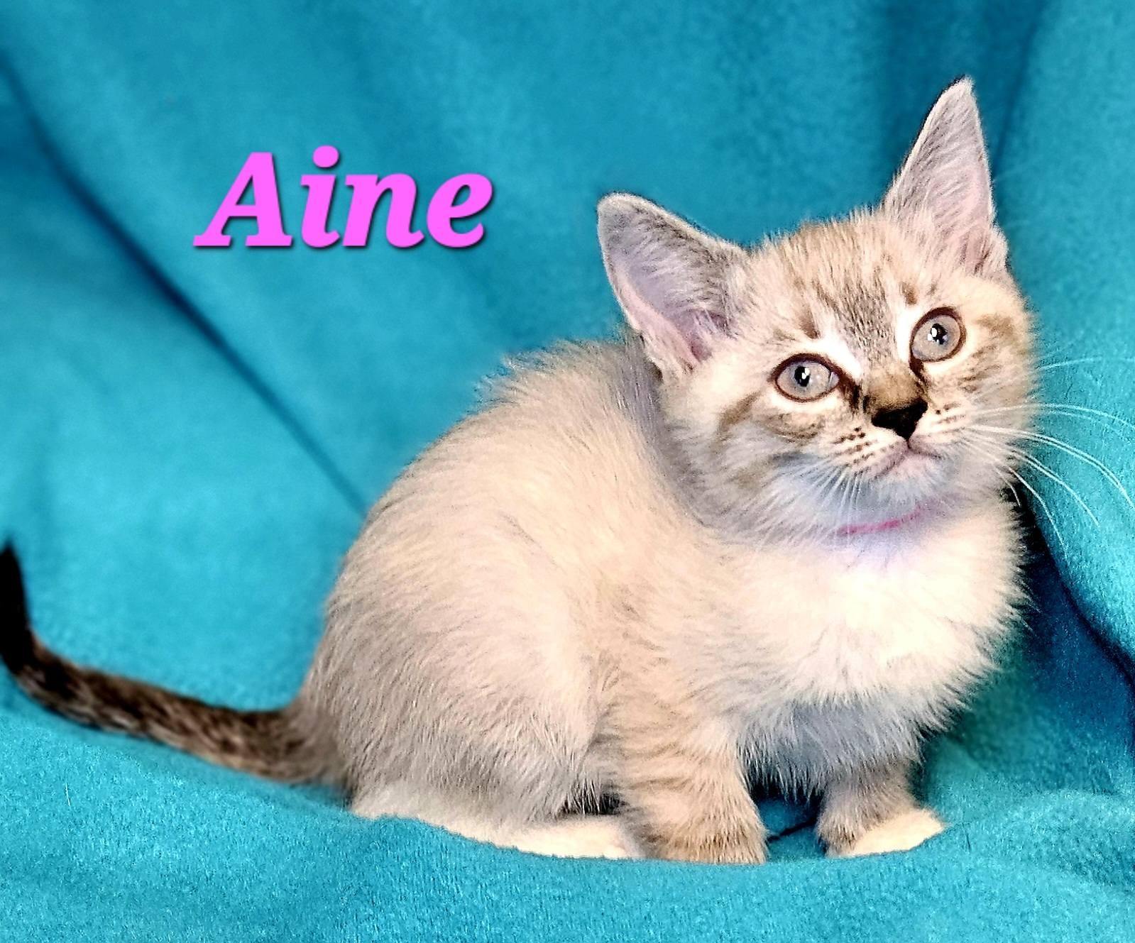 Enlarge Aine, an adopted Siamese in Macon, GA image 1/2